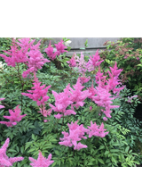 Tawułka japońska - Astilbe japonica 'Rheinland'
