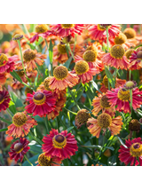 Dzielżan ogrodowy - Helenium x hybridum 'Bandera'