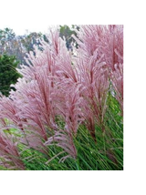 Miskant chiński- Miscanthus sinensis 'Dronning Ingrid'