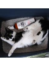 PET ODOR NEUTRALIZER_ Odplamiacz i Neutralizator zapachu moczu 500ml