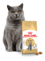 ROYAL CANIN British Shorthair 10kg karma sucha dla kotów dorosłych rasy brytyjski krótkowłosy + niespodzianka dla kota GRATIS!