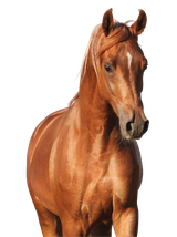 Lab-v Salmon Oil – 100% olej z łososia atlantyckiego dla koni 1000 ml