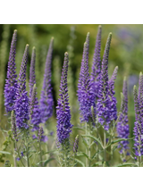 Przetacznik kłosowy- Veronica spicata 'High Five'