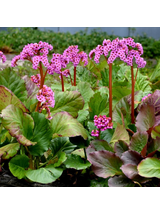 Bergenia sercolistna - Bergenia cordifolia 'Rotblum'