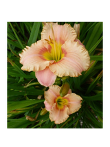Liliowiec - Hemerocallis 'Elegant Candy'