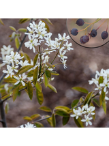 Świdośliwa olcholistna - Amelanchier alnifolia 'Smoky'