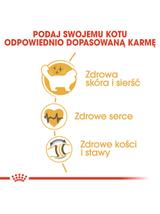 ROYAL CANIN Ragdoll Adult 10kg karma sucha dla kotów dorosłych rasy ragdoll  + niespodzianka dla kota GRATIS!