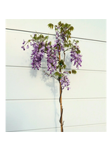 Glicynia chińska - Wisteria sinensis
