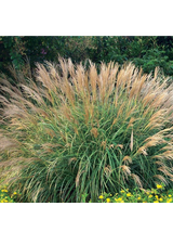 Miskant chiński- Miscanthus sinensis 'Adagio'