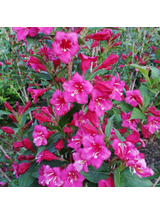 Krzewuszka - Weigela 'Bristol Ruby'