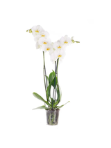 Storczyk Extra (Phalaenopsis) 3 pędy biały d12
