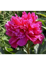 Piwonia chińska - Paeonia lactiflora 'Adolphe Rousseau'