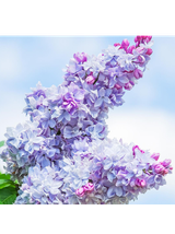 Lilak pospolity - Syringa vulgaris 'Nadezhda'