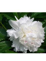 Piwonia drzewiasta - Paeonia suffruticosa 'Xue Ta'