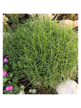 Turzyca palmowa - Carex muskingumensis 'Little Midge'