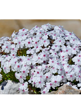 Floks szydlasty - Phlox subulata 'Amazing Grace'