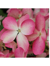Hortensja bukietowa - Hydrangea paniculata 'Pinky Winky'(R)