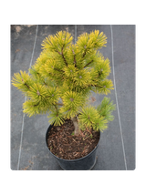 Sosna górska 'Wintergold'