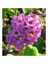 Bergenia sercolistna - Bergenia cordifolia 'Rotblum'