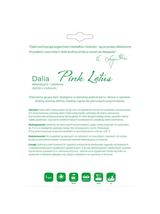 Dalia Pink Lotus różowa 1szt.