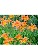 Liliowiec rdzawy - Hemerocallis fulva 'Europa'