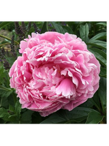 Piwonia drzewiasta - Paeonia suffruticosa 'Yin hong Qiao Dui'