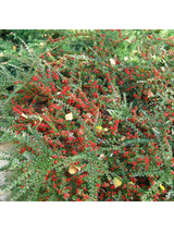 Irga pozioma - Cotoneaster Horizontalis