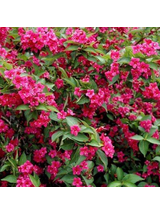Krzewuszka - Weigela 'Bristol Ruby'