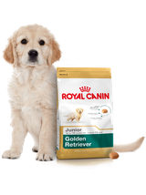 ROYAL CANIN Golden Retriever Puppy 12kg +  niespodzianka dla psa GRATIS!