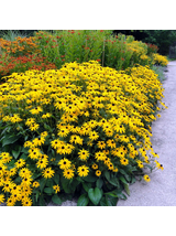 Rudbekia - Rudbeckia fulgida 'Goldsturm'