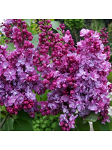 Lilak pospolity - Syringa vulgaris 'Prince Wolkonsky'