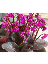 Bergenia x hybrida 'Flirt'