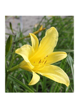 Liliowiec cytrynowy - Hemerocallis citrina