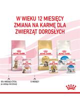 ROYAL CANIN Kitten Sterilised 12x85g karma mokra w galaretce dla kociąt do 12 miesiąca życia, sterylizowanych