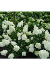 Hortensja bukietowa - Hydrangea paniculata 'Polar Bear'(R)