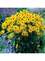 Rudbekia - Rudbeckia fulgida 'Goldsturm'