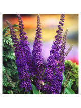 Budleja Dawida - Buddleja davidii 'Empire Blue'
