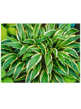 Funkia - Hosta 'Stiletto'