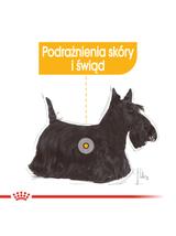 ROYAL CANIN CCN Mini Dermacomfort 8kg + niespodzianka dla psa GRATIS!