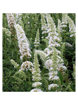 Buddleja davidii 'White Profusion'