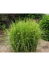 Miskant chiński - Miscanthus sinensis  'Strictus  Dwarf'