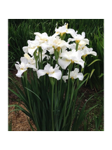 Kosaciec syberyjski - Iris sibirica 'Weiss'
