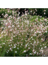 Gaura - Gaura lindheimeri