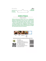 Kobea pnąca - fioletowa