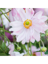 Zawilec - Anemone x hybrida 'Mont-Rose'