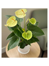 Anthurium żółte d12