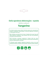 Dalia Tangerine pomarańczowa 1szt.
