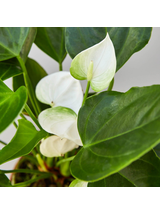 Anthurium białe d12
