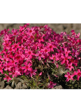 Floks szydlasty - Phlox subulata 'Atropurpurea'