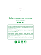 Dalia Pink Isa różowo-biała 1szt.